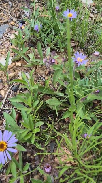 Природа в Якутии 🌿