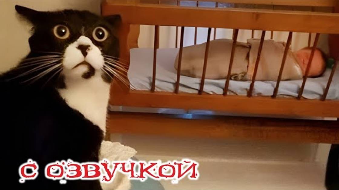 Приколы с котами! - С ОЗВУЧКОЙ! Самые смешные животные! СМЕШНЫЕ КОТЫ!