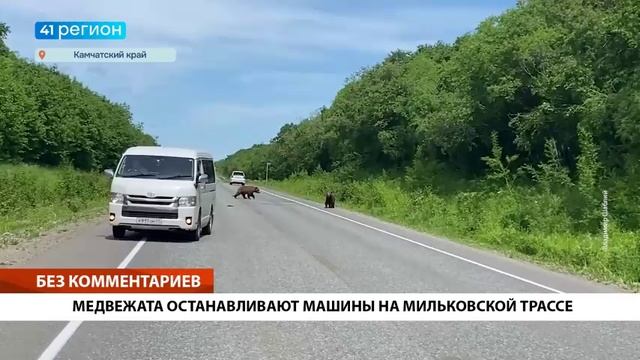 МЕДВЕЖАТА ОСТАНАВЛИВАЮТ МАШИНЫ НА МИЛЬКОВСКОЙ ТРАССЕ• БЕЗ КОММЕНТАРИЕВ