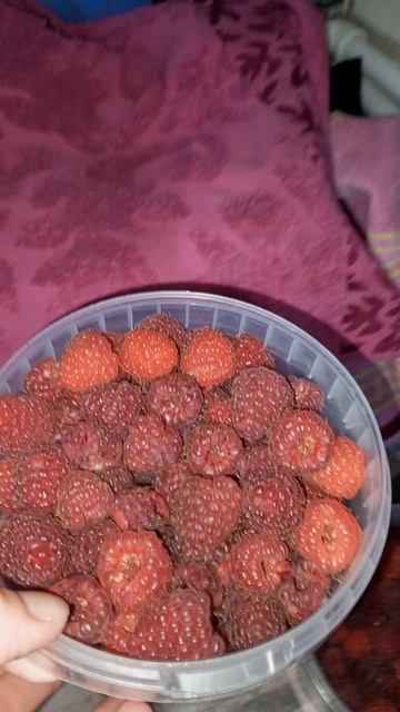 ягода малинка😋