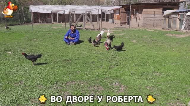 Содержание кур в домашних условиях и других птиц во дворе у Роберта 🐣🐤🦆🐔🪿🦃 (14)