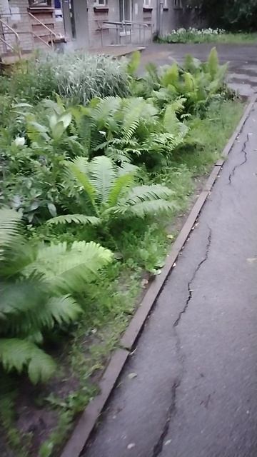 Дождливо, 29 июня 2025. Видео №2.