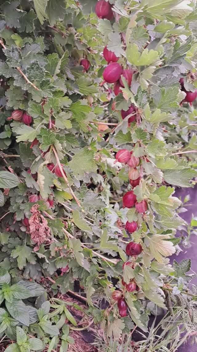 Наш крыжовник!😍😍😍