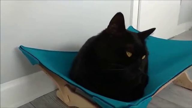 Говорящие коты. Подборка