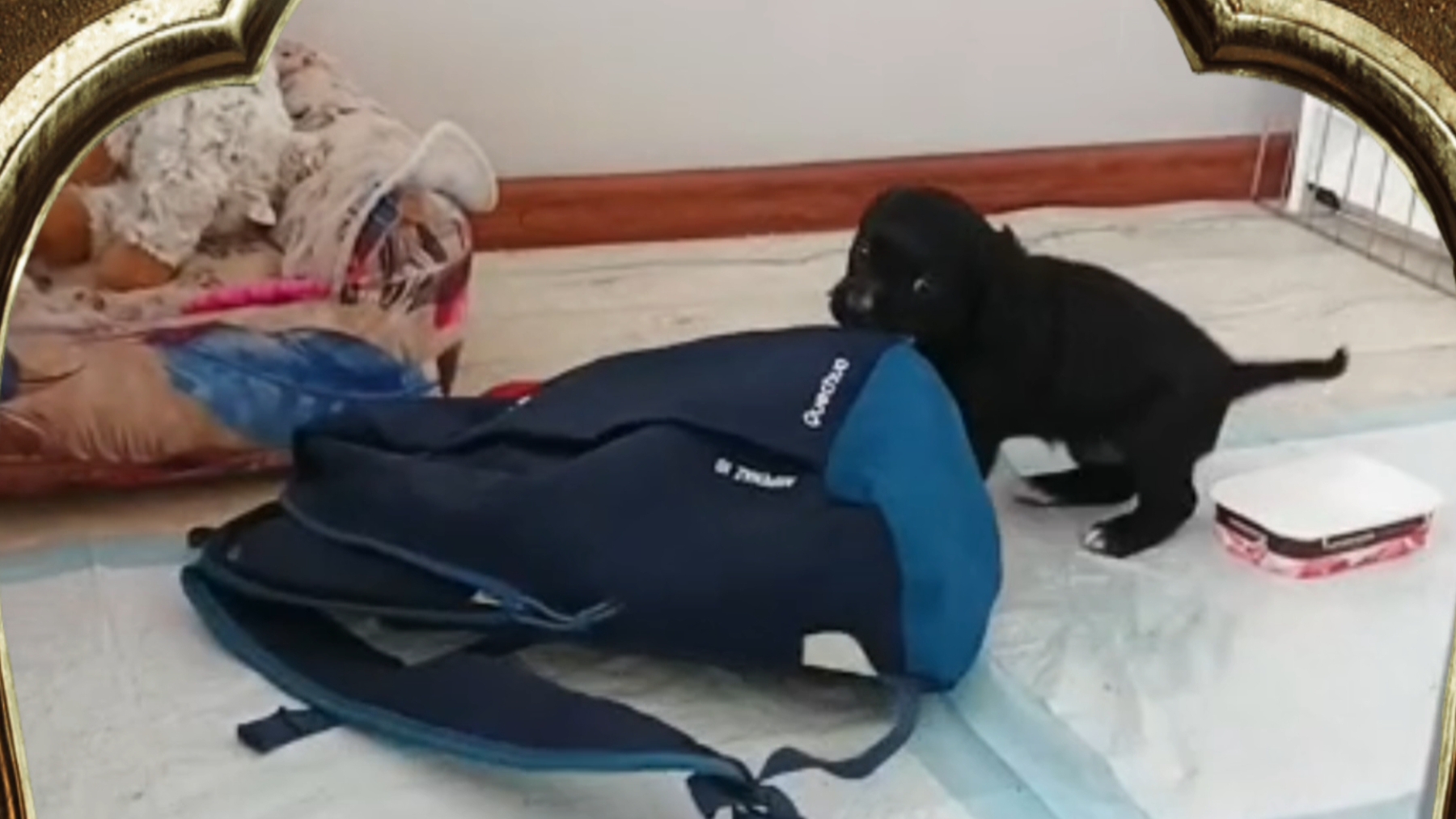 СТОПЕ .. к ЕГЭ БУДУ ГОТОВИТЬСЯ ...🐕и НЕ ТОЛЬКО