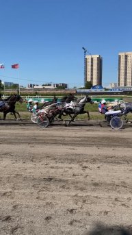 Лошадиные бега