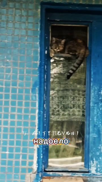 Кот разлёгся в форточкети размышляет о жизни