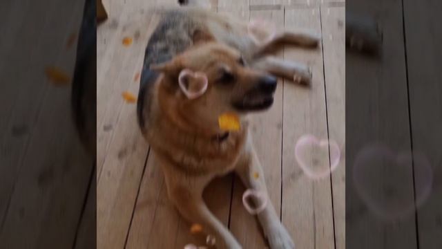 1000028223.mp4 (Собака наблюдает за устройством плоскости каркаса для и/бруса в доме А-фрейм)