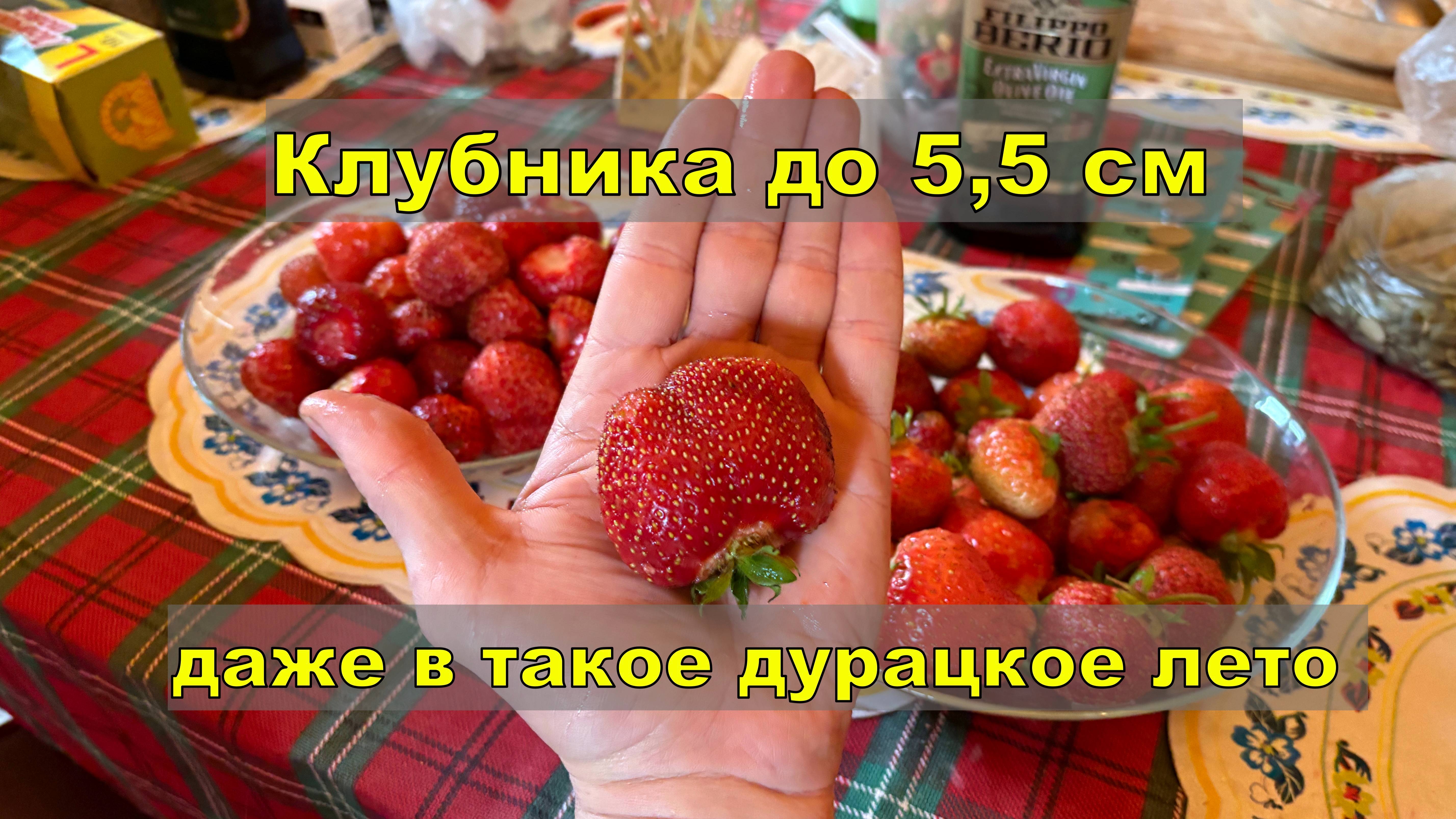 Наши успехи в конце июня. Как растет клубника и рассада томатов, огурцов, перцев и т.д.