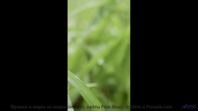 Поляны дышат, пока мелодия ведёт вас за собой - Cremation -- The Proper Ornaments -- Live at WFMU fo