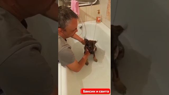 Баксик и его любящие люди. Банный день.