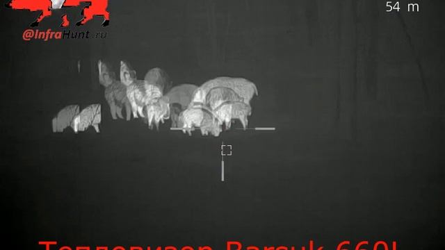 Тепловизор Barsuk 660l , охота на кабана