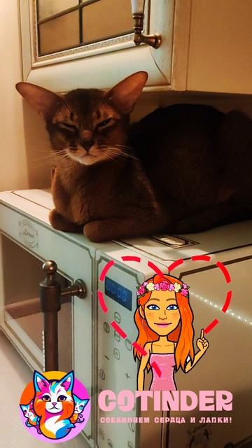 Главный менеджер Cotinder.online