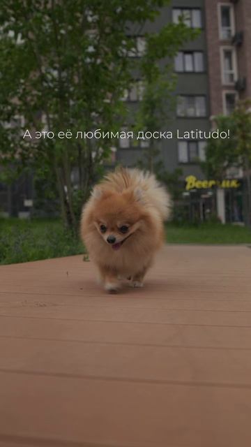 🐾 Шпиц по имени Плюша инспектирует дорожки из ДПК в сквере ЖК «Новая жизнь» в Белгороде 🐶