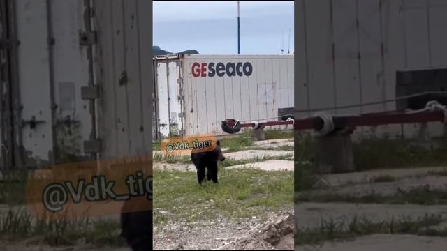 В Приморье заметили медведя недалеко от пляжа, где отдыхают люди