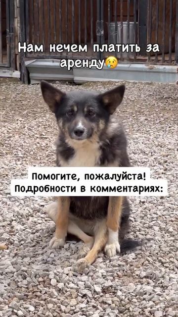Ежемесячно необходимо на аренду земли 100.000 Руб. ВТБ, Газпром +79105960940 (СБП) Николай Андреевич