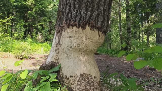 ПВД оз.Ястребиное 00 (2025г) по тропе Хо Ши Мина