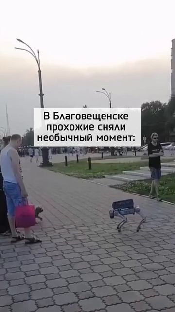 Робопес встретился с настоящей собакой