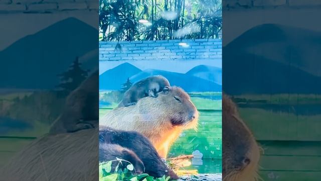 Капибара часть 2🐹