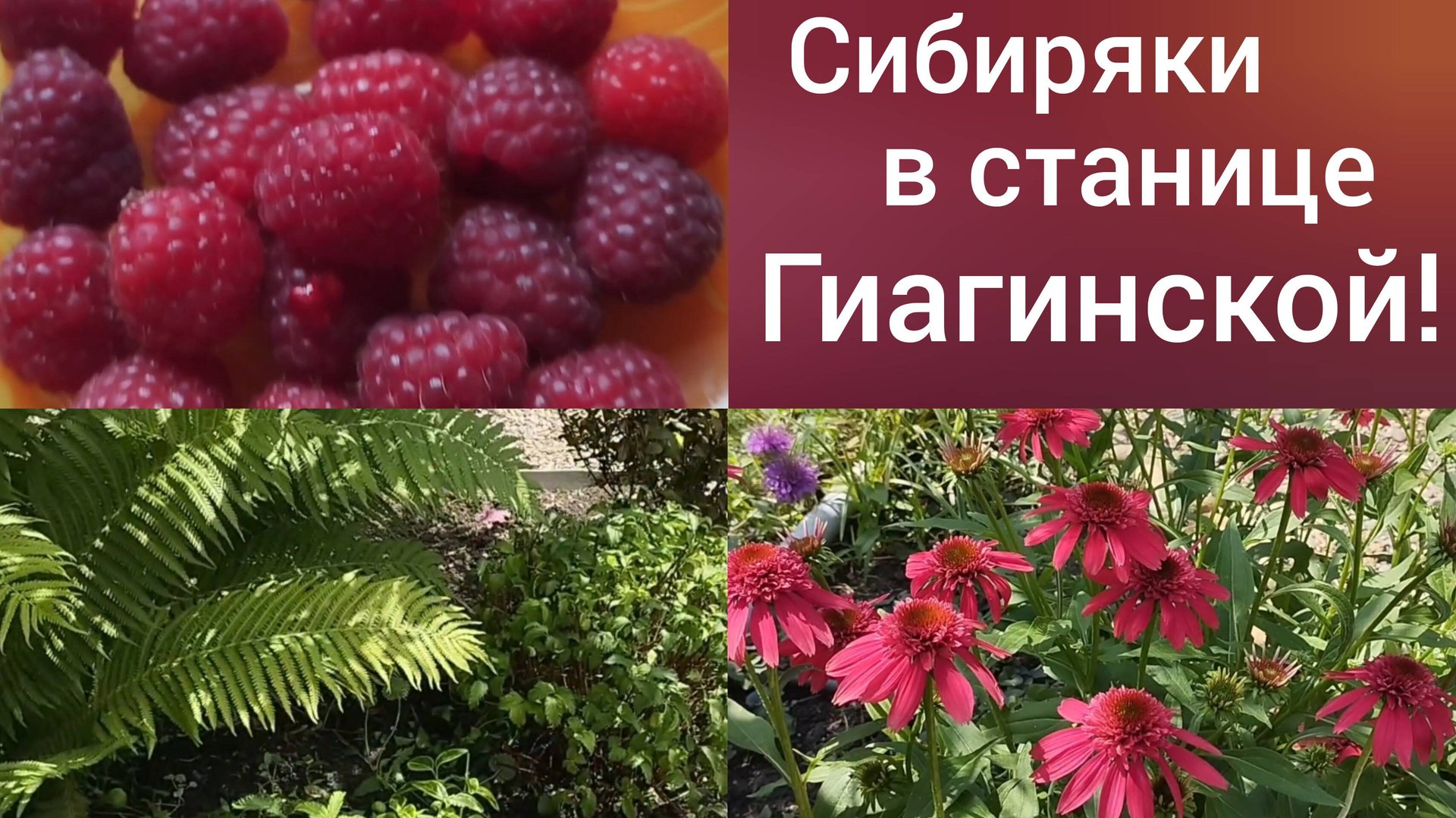 Переехали в Адыгею/Наши будни в станице Гиагинской/Опять дождь 3 июля/