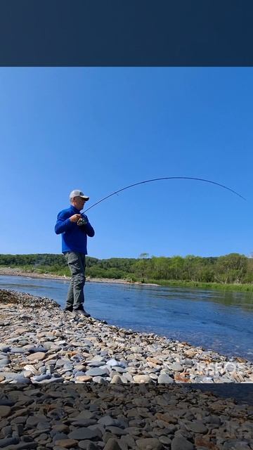Лососей надо отпускать. Ловим горбушу.mp4