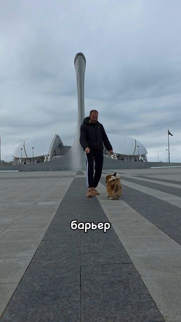 Дрессировка корги, хотите продолжения?  #коржмарти #корги #дрессировкакорги #дрессировкасобак