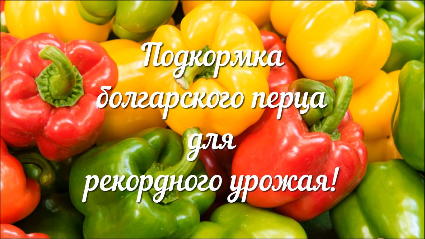 Подкормка Болгарского Перца для Рекордного Урожая!