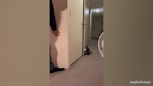 Подборка смешных котов и кошек