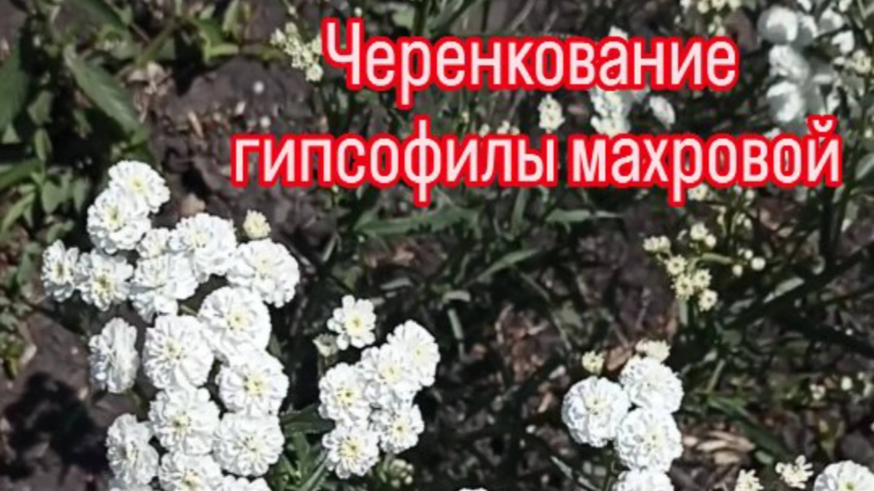 Сад за копейки из черенков, укореняю в открытом грунте.