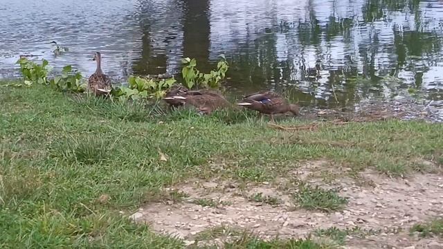 Уточки на берегу🦆🦆