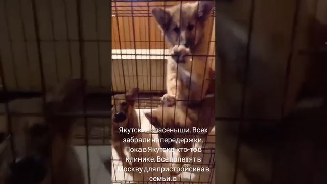 03-07-2025 якутята из ппбж Якутска