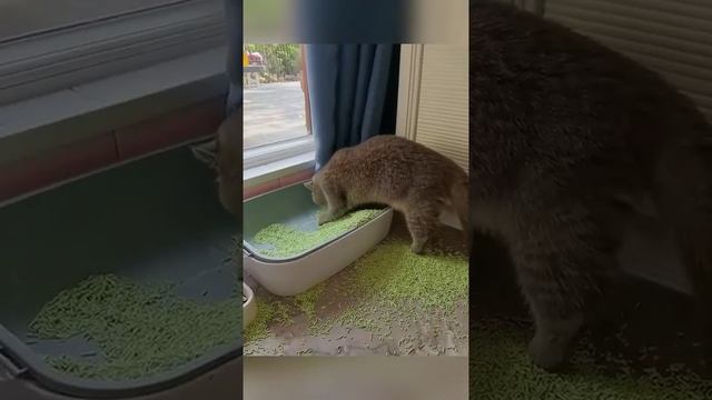 Подборка смешных котов и кошек