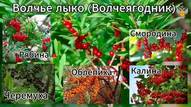 Ядовитые дикоросы в лесах округа