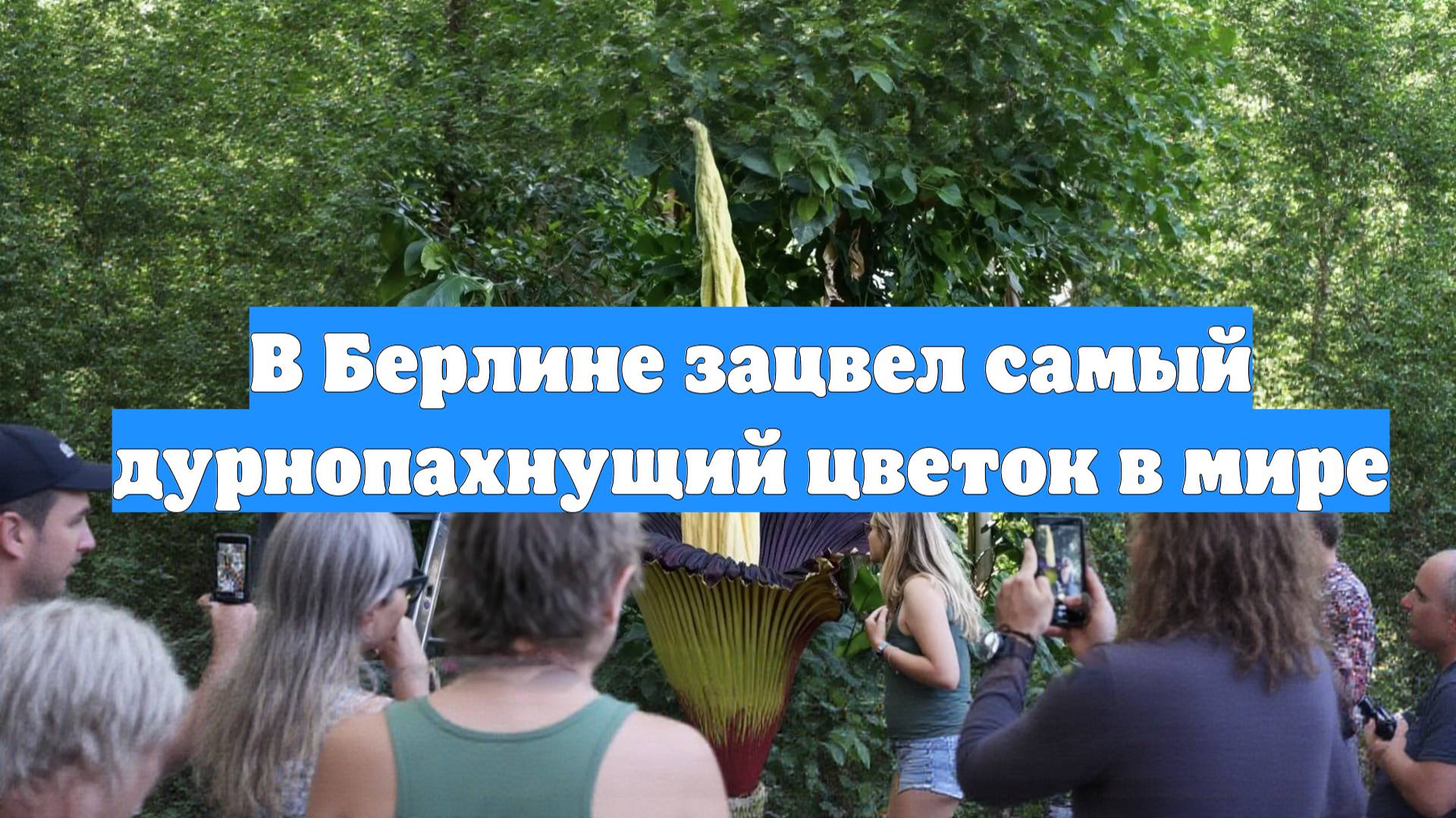 В Берлине зацвел самый дурнопахнущий цветок в мире