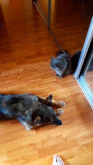 Не так давно у нас появилась большая собака. Теперь Суни учится дружить