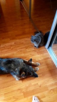 Не так давно у нас появилась большая собака. Теперь Суни учится дружить