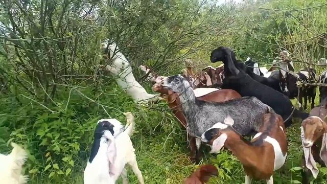 Вышли погулять спустя три дня)Дожди каждый день)