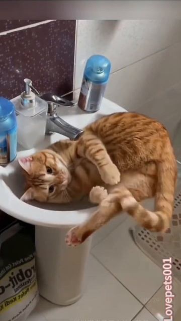 Котэ отдыхает