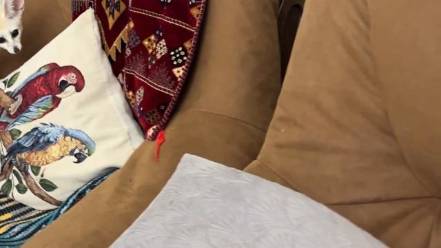 Лиса не поделилась добычей с попугаем, а убежала ее прятать.