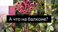 а что на балконе?