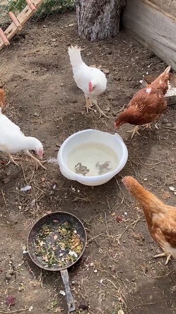 Курочки тоже в шоке от лягушек