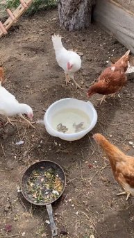 Курочки тоже в шоке от лягушек