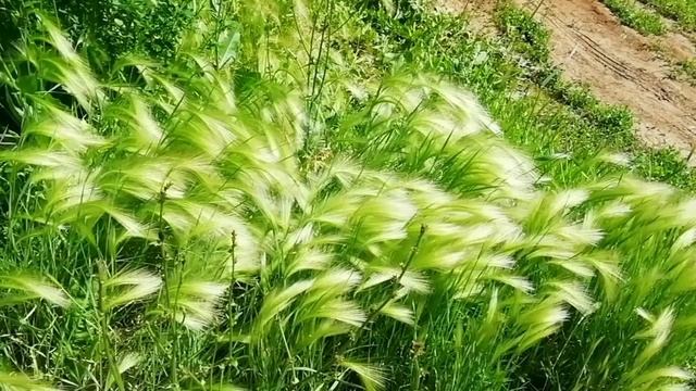 Нежные кисточки ковыля