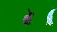 ФУТАЖ -КРОЛИК - ХРОМАКЕЙ НА ЗЕЛЕНОМ ФОНЕ