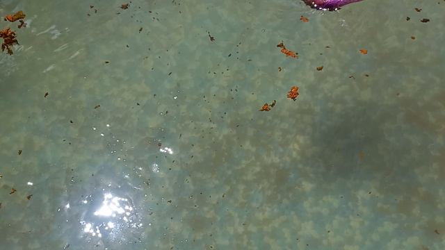 Дима приезжает.В бассейне завелась какашка.Что это не знаю.