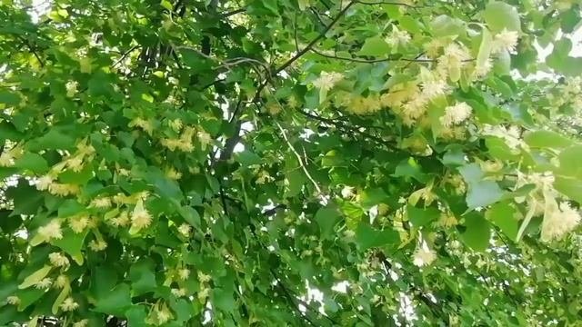 Вот и липа расцвела!