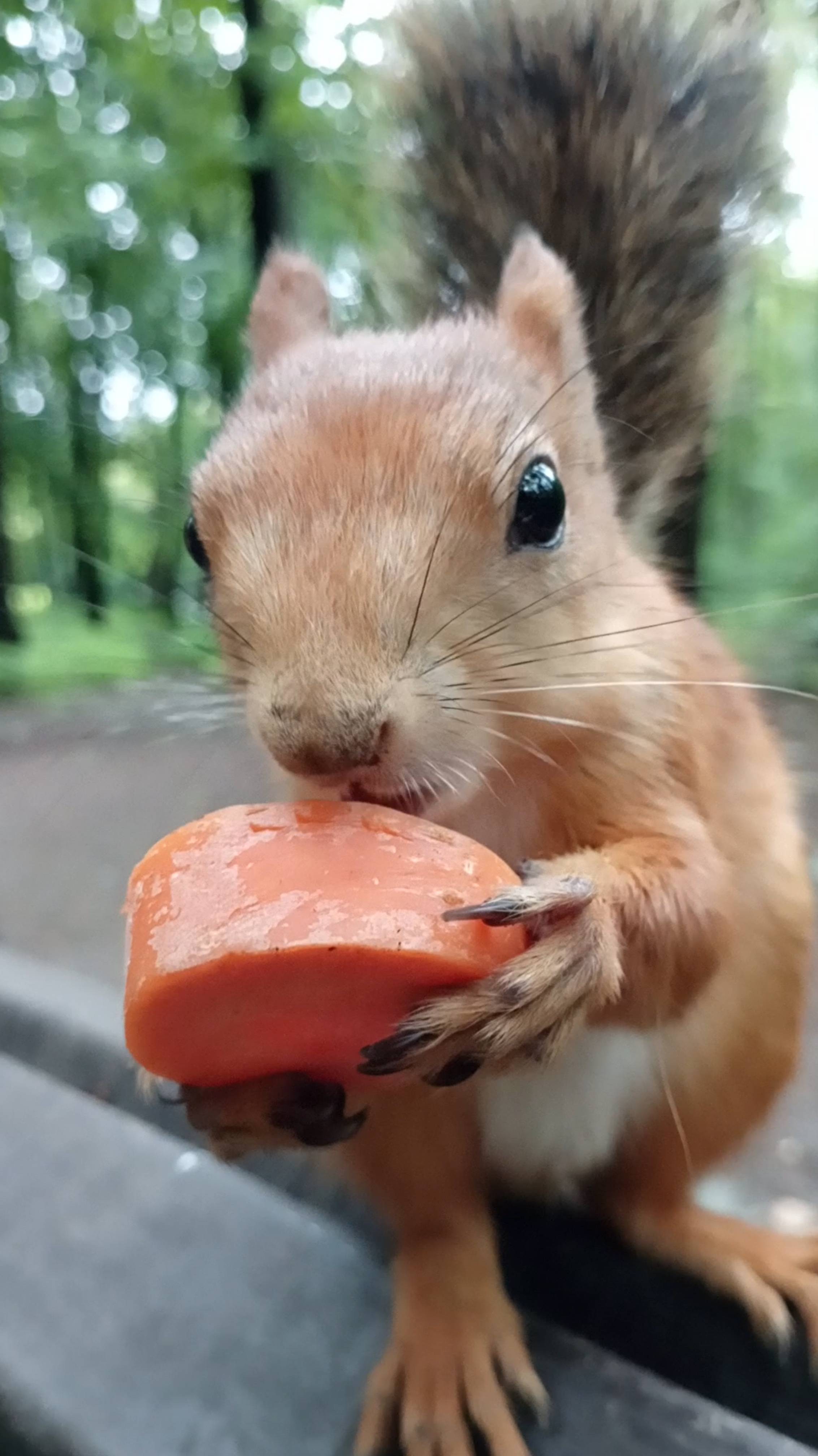 Белка ест морковку