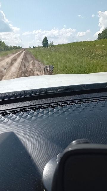ДИКИЙ ВОЛК НОВОСИБИРСКАЯ ОБЛАСТЬ ТОГУЧИНСКИЙ РАЙОН СЕЛО АПЛАКСИНО