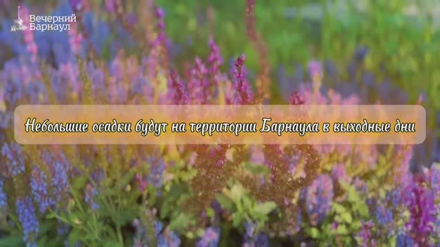 Выходные дни на территории Барнаула будут жаркими, но дождливыми