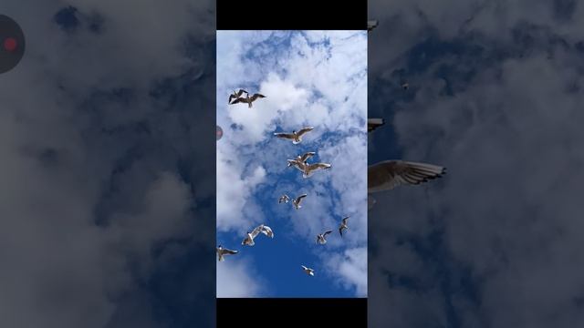 1000017201.mp4